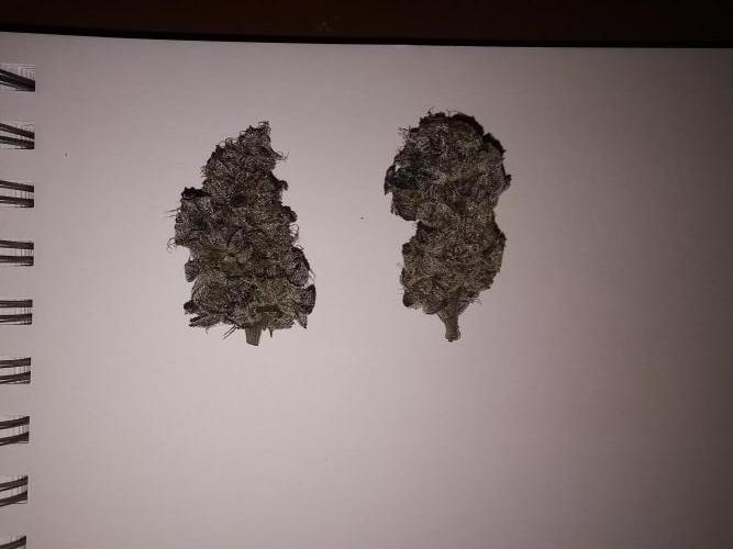 Bakerman (Jealousy x La Bomba) / Coco. Week 17