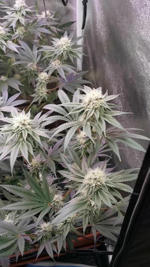 Apples & Bananas / Lemon Zkittle Coco