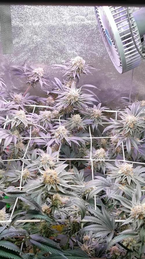 Apples & Bananas / Lemon Zkittle Coco