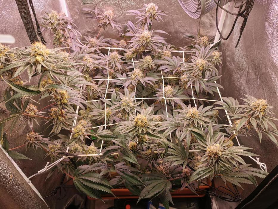 Apples & Bananas / Lemon Zkittle Coco. Week 14