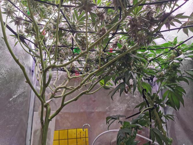 Apples & Bananas / Lemon Zkittle Coco. Week 14