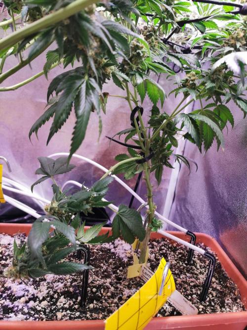 Apples & Bananas / Lemon Zkittle Coco. Week 14