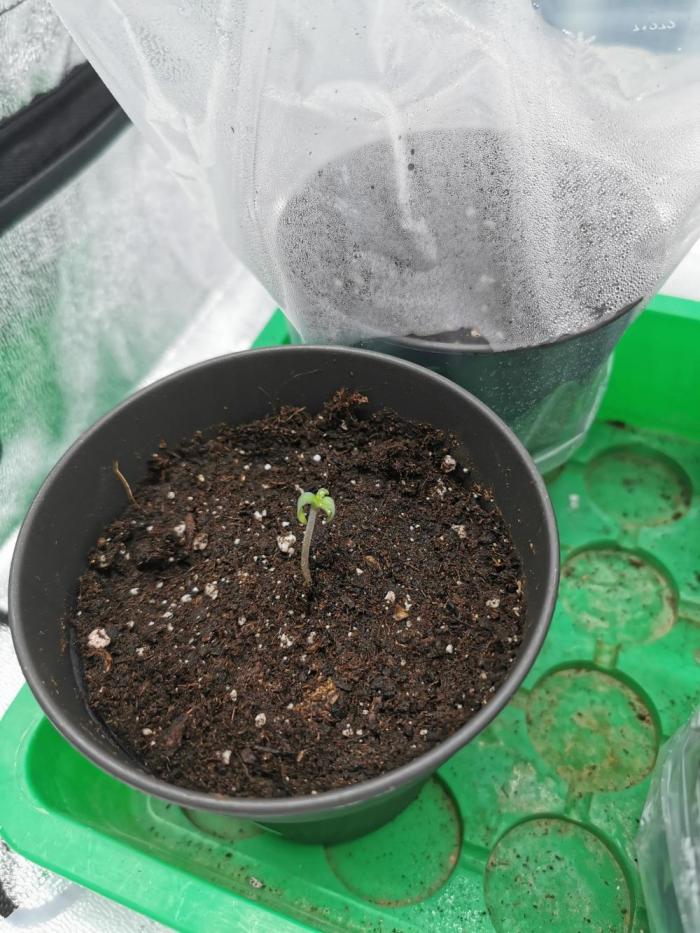 Blue Cheese RQS. Week 1