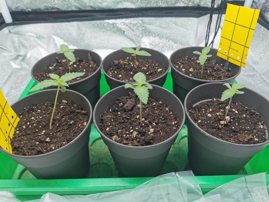 Blue Cheese RQS. Week 2