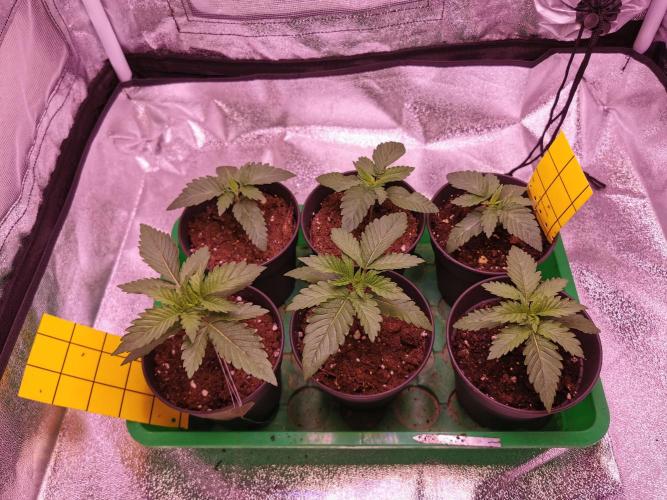 Blue Cheese RQS. Week 3 - Anfang Vegi Woche 3