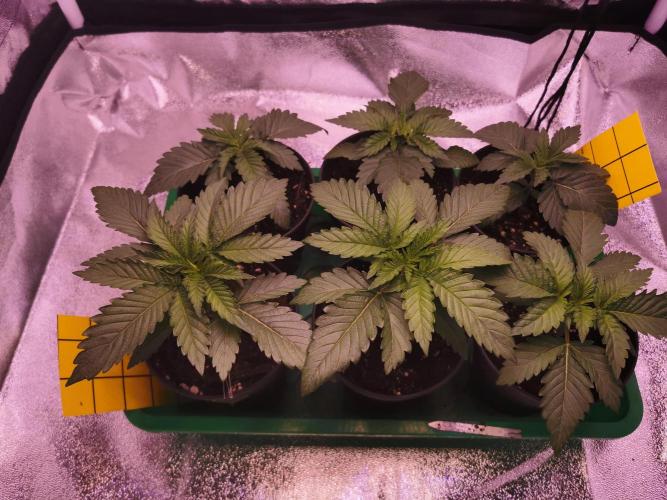 Blue Cheese RQS. Week 3 - Ende Vegi Woche 3