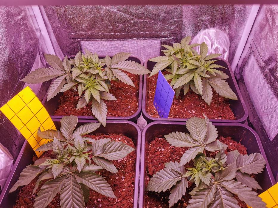 Blue Cheese RQS. Week 4