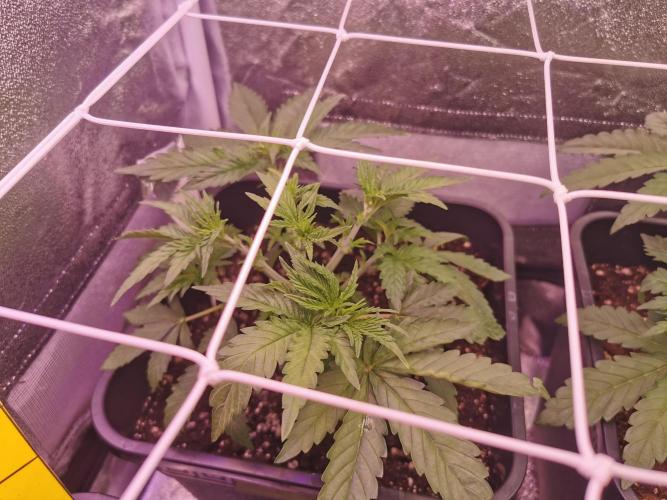 Blue Cheese RQS. Week 5