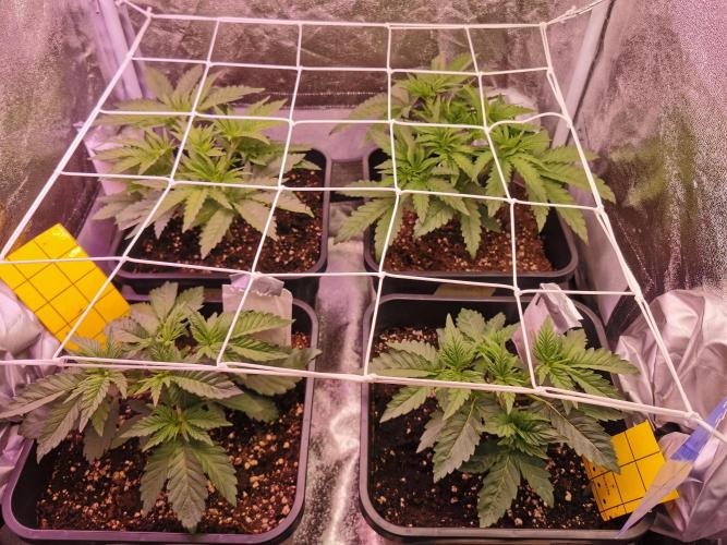 Blue Cheese RQS. Week 5