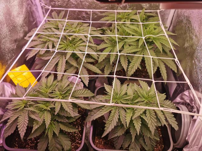 Blue Cheese RQS. Week 5