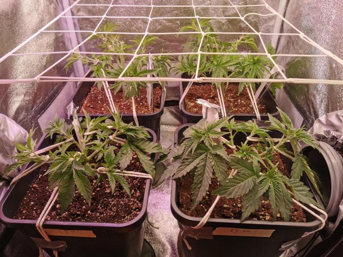 Blue Cheese RQS. Week 5