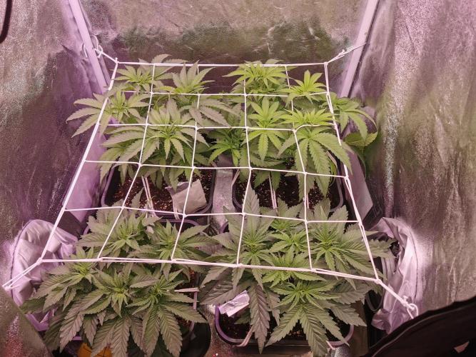 Blue Cheese RQS. Week 5