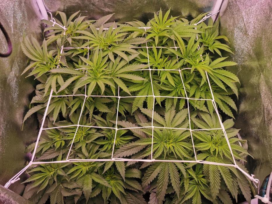 Blue Cheese RQS. Week 6