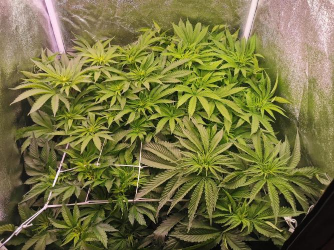 Blue Cheese RQS. Week 7