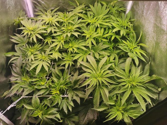 Blue Cheese RQS. Week 7