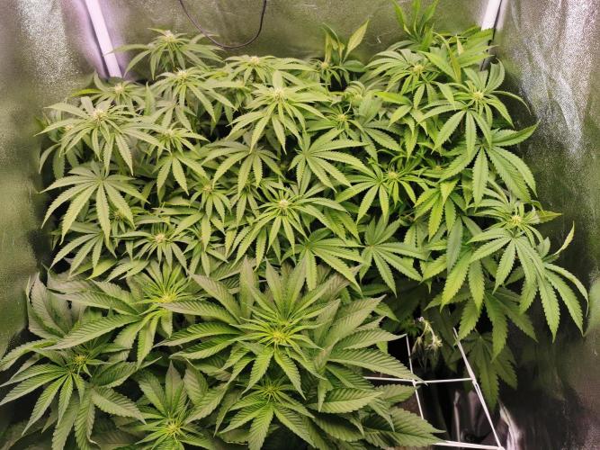 Blue Cheese RQS. Week 8