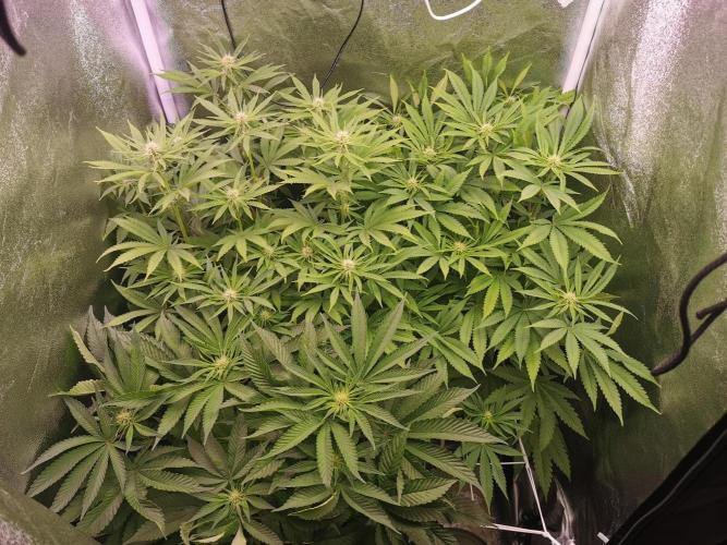 Blue Cheese RQS. Week 8