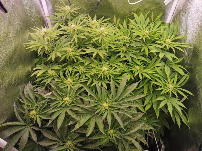 Blue Cheese RQS. Week 9