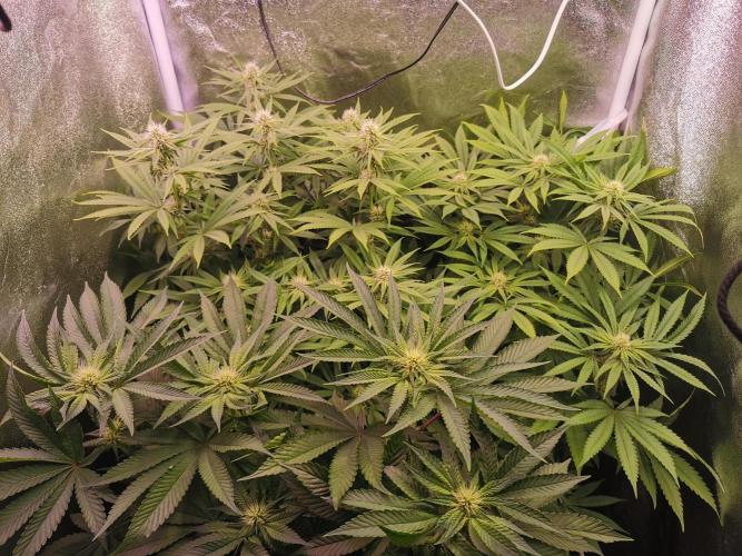 Blue Cheese RQS. Week 9