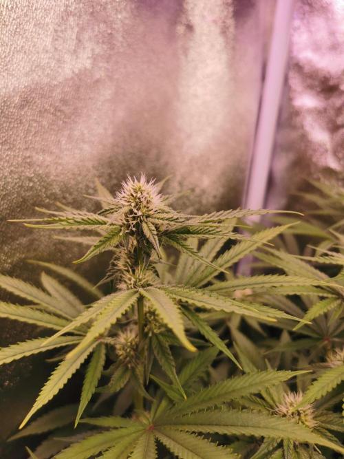 Blue Cheese RQS. Week 9