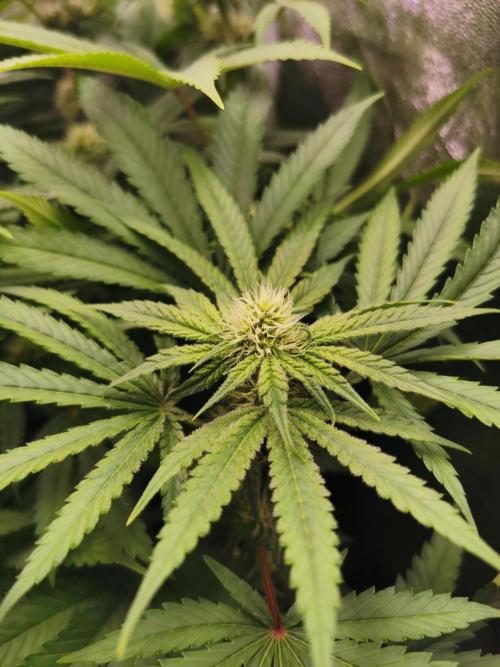 Blue Cheese RQS. Week 9