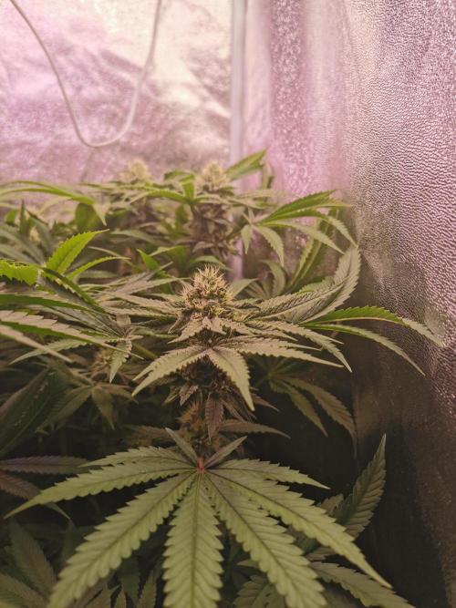 Blue Cheese RQS. Week 10