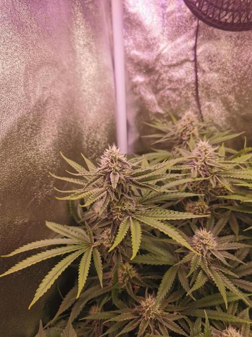 Blue Cheese RQS. Week 10