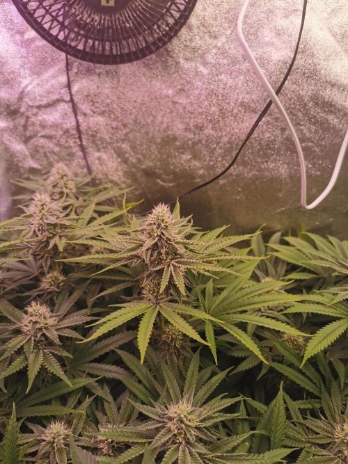 Blue Cheese RQS. Week 10