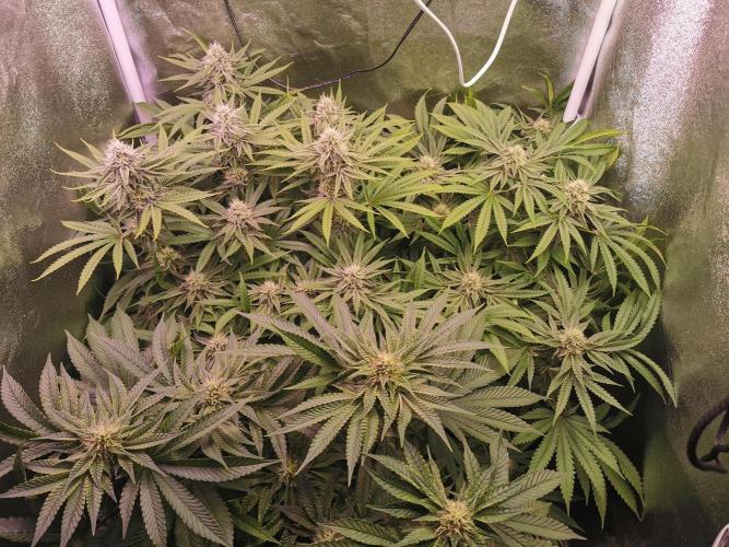 Blue Cheese RQS. Week 10