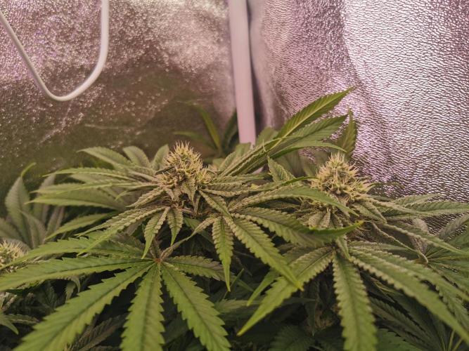 Blue Cheese RQS. Week 10