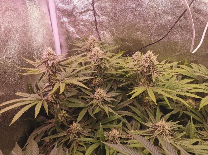 Blue Cheese RQS. Week 10