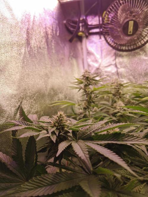 Blue Cheese RQS. Week 10