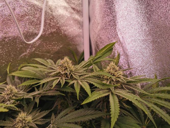 Blue Cheese RQS. Week 10