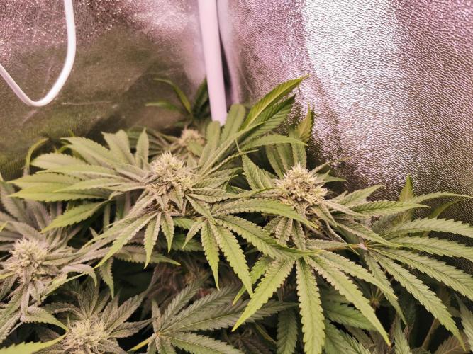 Blue Cheese RQS. Week 10