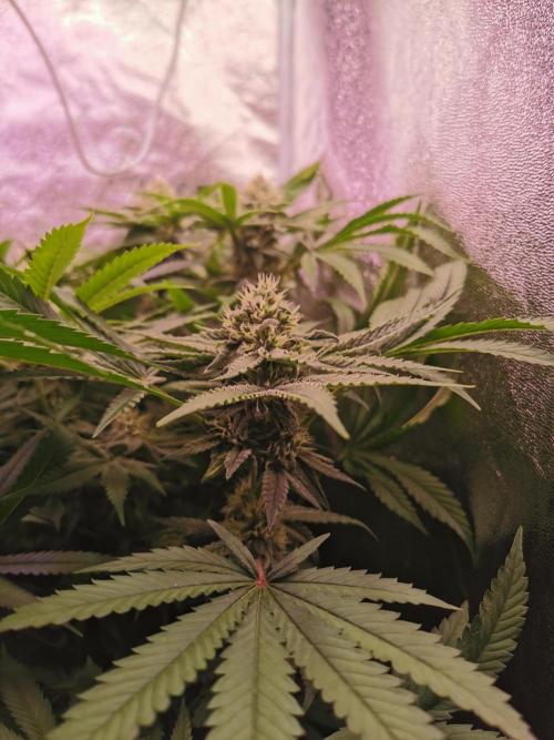 Blue Cheese RQS. Week 10