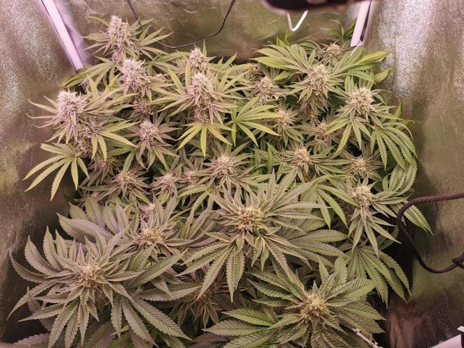 Blue Cheese RQS. Week 11