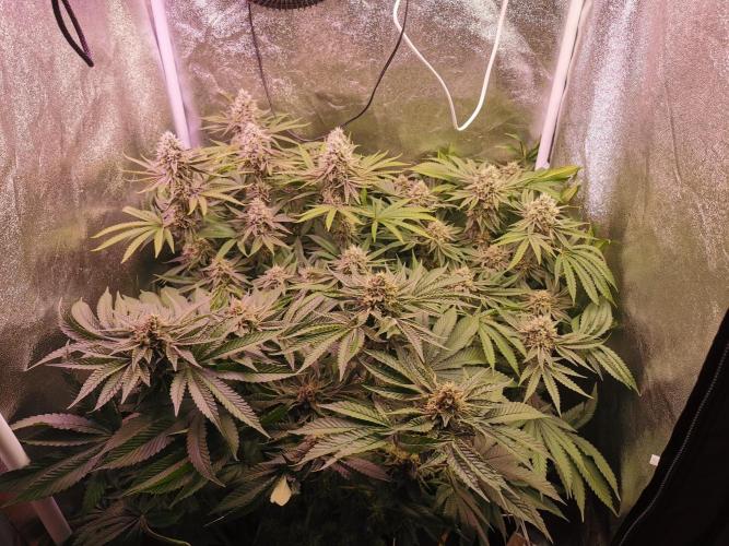 Blue Cheese RQS. Week 11