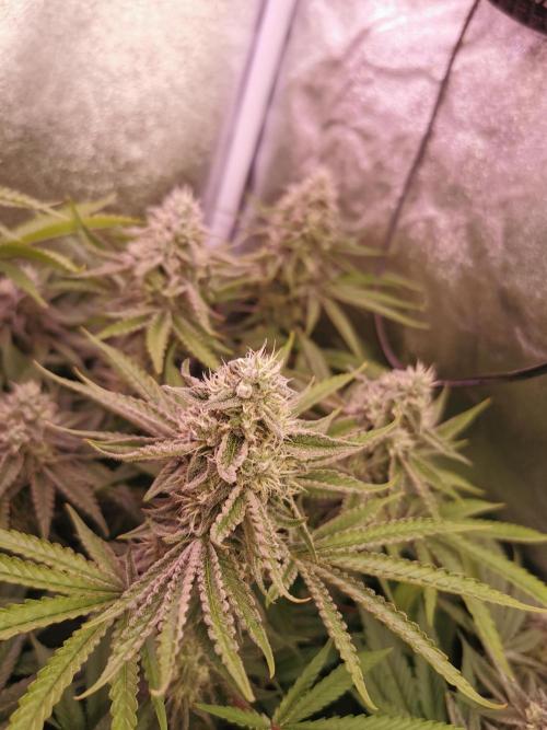 Blue Cheese RQS. Week 11