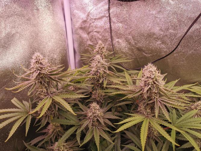 Blue Cheese RQS. Week 11