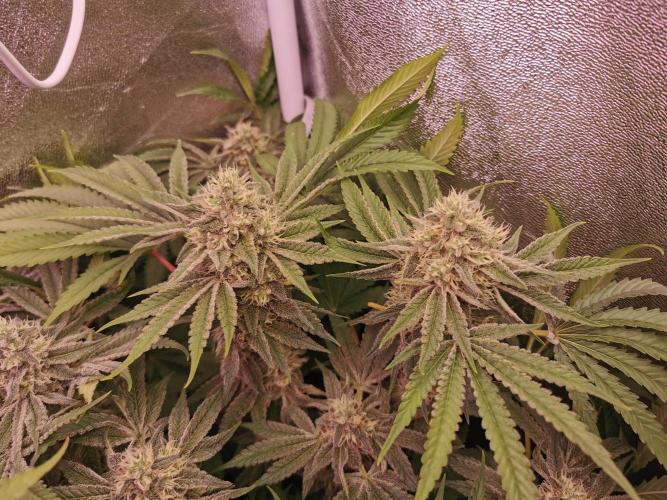 Blue Cheese RQS. Week 11