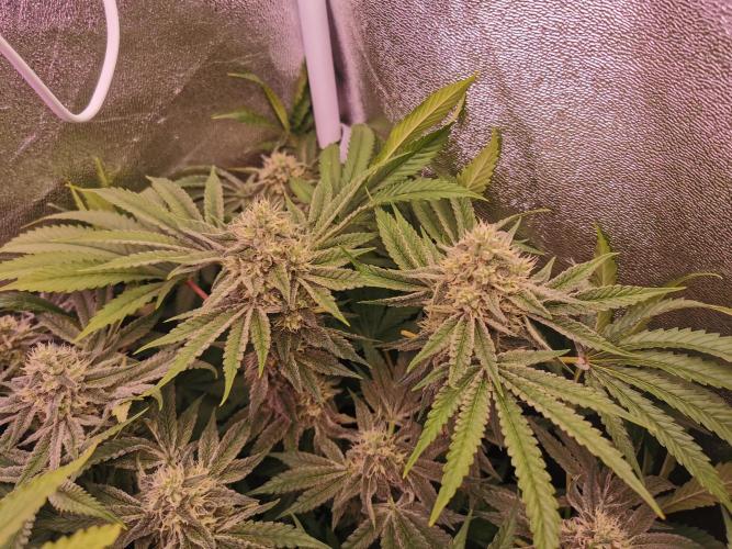 Blue Cheese RQS. Week 11