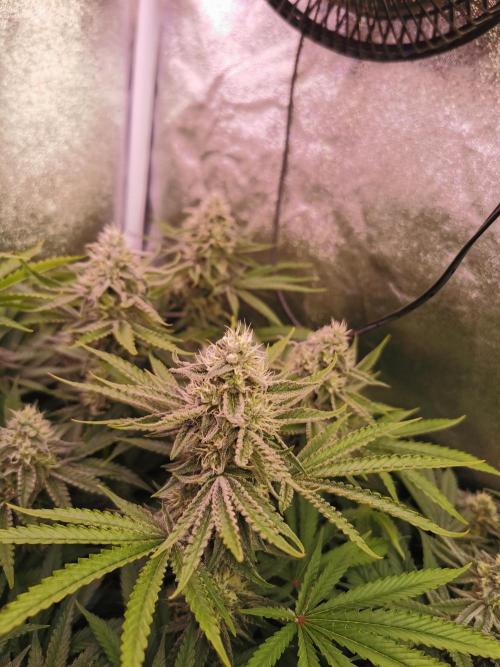 Blue Cheese RQS. Week 11