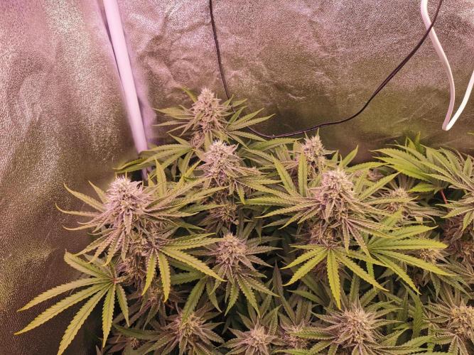 Blue Cheese RQS. Week 11