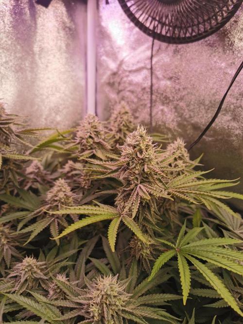 Blue Cheese RQS. Week 12