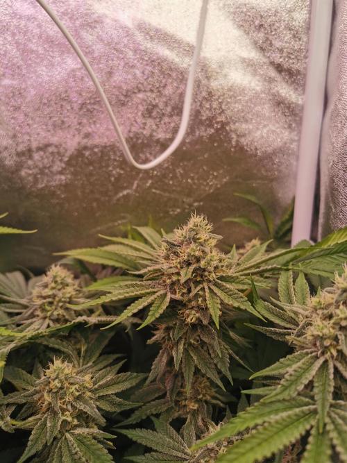 Blue Cheese RQS. Week 12