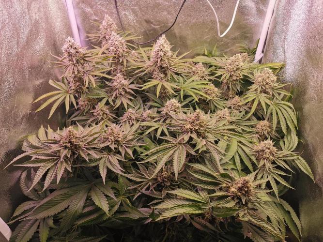 Blue Cheese RQS. Week 13