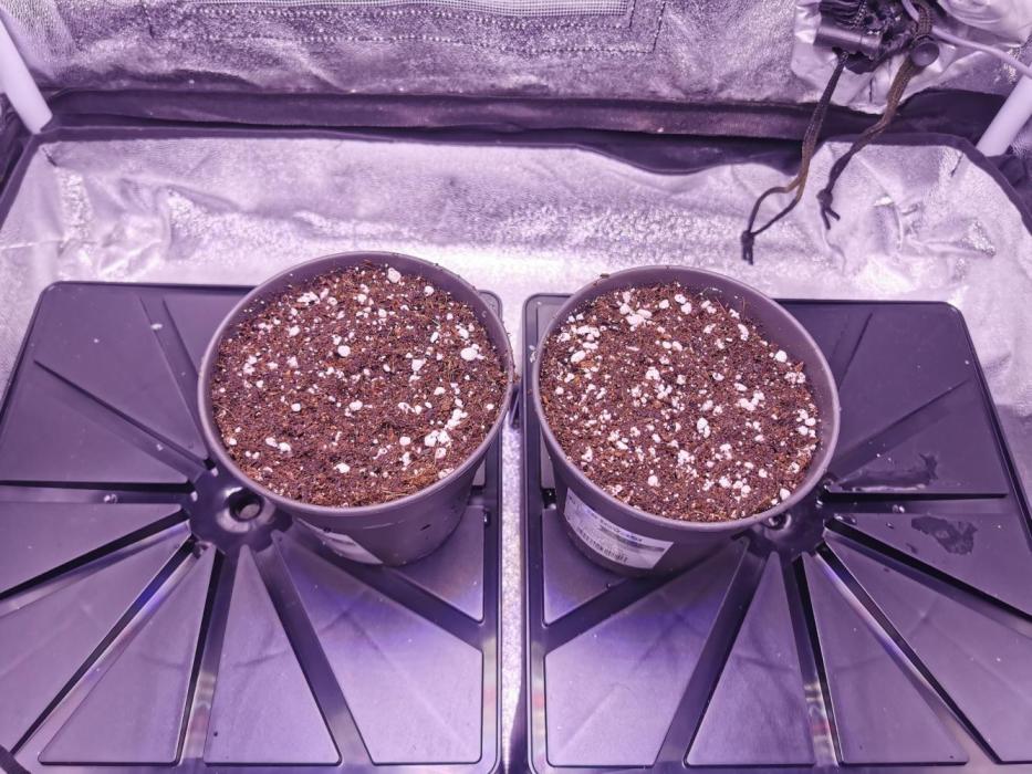 Bakerman (Jealousy x La Bomba) / Coco. Week 0