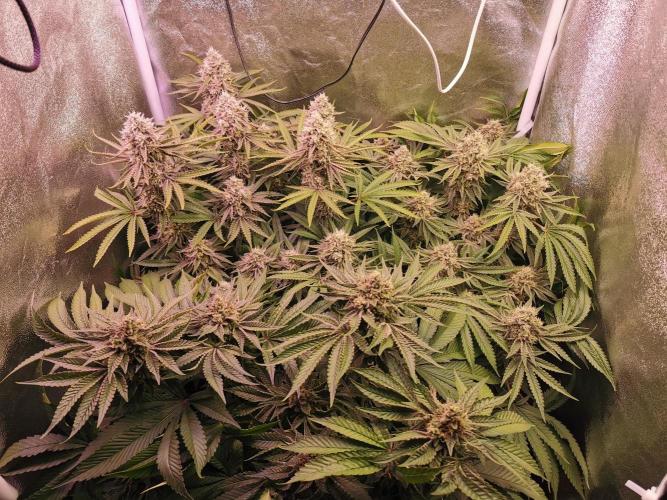 Blue Cheese RQS. Week 14