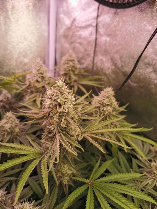 Blue Cheese RQS. Week 14