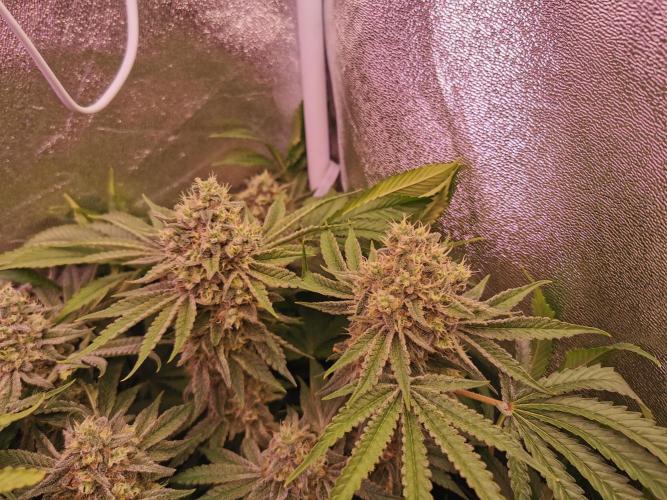 Blue Cheese RQS. Week 14